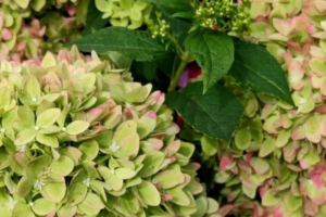 Гортензия Би Грин (Bee Green) купить саженцы