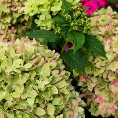 Гортензия Би Грин (Bee Green) купить саженцы