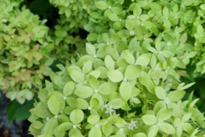 Гортензия Би Грин (Bee Green)