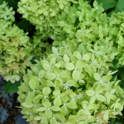 Гортензия Би Грин (Bee Green)