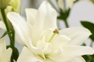 Лилия Бельведер (Lilium Belvedere) купить саженцы в Новосибирске.