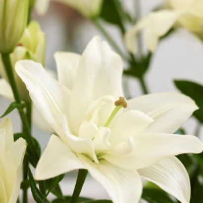 Лилия Бельведер (Lilium Belvedere) купить саженцы в Новосибирске.