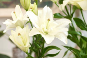 Лилия Бельведер (Lilium Belvedere) купить саженцы в Новосибирске.