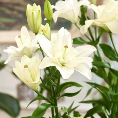 Лилия Бельведер (Lilium Belvedere) купить саженцы в Новосибирске.