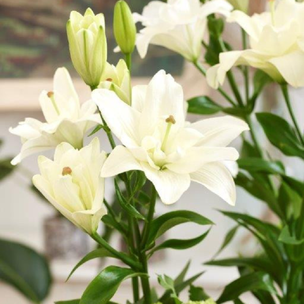 Лилия Бельведер (Lilium Belvedere) купить саженцы в Новосибирске.