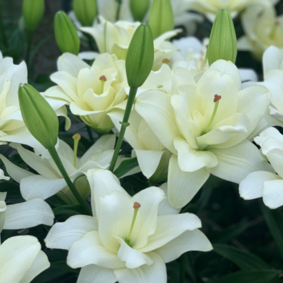 Лилия Бельведер (Lilium Belvedere) купить саженцы в Новосибирске.