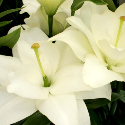 Лилия Бельведер <br>(Lilium Belvedere)