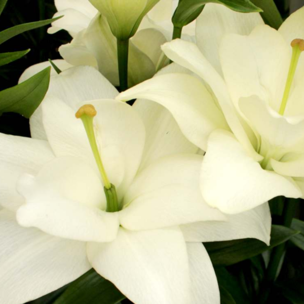 Лилия Бельведер <br>(Lilium Belvedere)