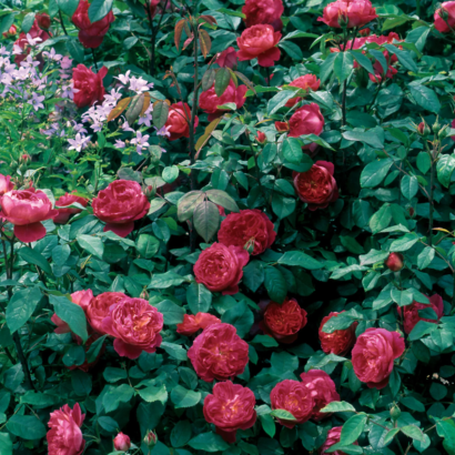 Роза Бенджамин Бриттен Остин <br>(Benjamin Britten Austin Rose)