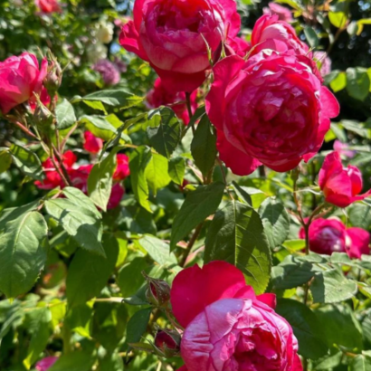 Роза Бенджамин Бриттен Остин <br>(Benjamin Britten Austin Rose)