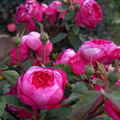 Роза Бенджамин Бриттен Остин <br>(Benjamin Britten Austin Rose)