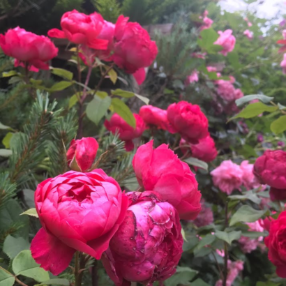 Роза Бенджамин Бриттен Остин <br>(Benjamin Britten Austin Rose)