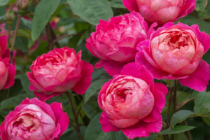 Роза Бенджамин Бриттен Остин Benjamin Britten Austin Rose) купить саженцы в Новосибирске.