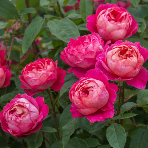 Роза Бенджамин Бриттен Остин Benjamin Britten Austin Rose) купить саженцы в Новосибирске.