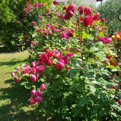 Роза Бенджамин Бриттен Остин <br>(Benjamin Britten Austin Rose)