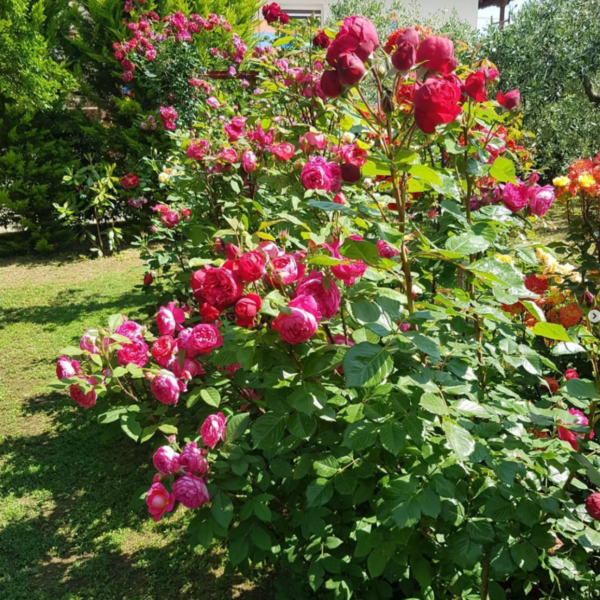 Роза Бенджамин Бриттен Остин <br>(Benjamin Britten Austin Rose)
