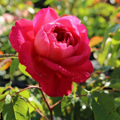 Роза Бенджамин Бриттен Остин <br>(Benjamin Britten Austin Rose)