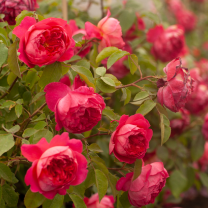 Роза Бенджамин Бриттен Остин <br>(Benjamin Britten Austin Rose)