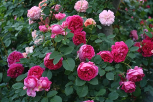Роза Бенджамин Бриттен Остин <br>(Benjamin Britten Austin Rose)