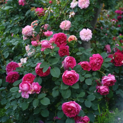 Роза Бенджамин Бриттен Остин <br>(Benjamin Britten Austin Rose)