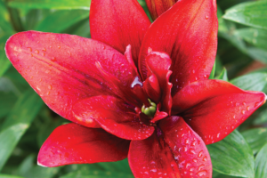 Лилия Канари Ворф <br>(Lilium Canary Wharf)
