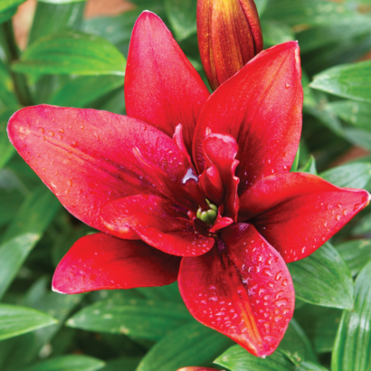 Лилия Канари Ворф <br>(Lilium Canary Wharf)
