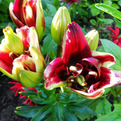 Лилия Канари Ворф <br>(Lilium Canary Wharf)