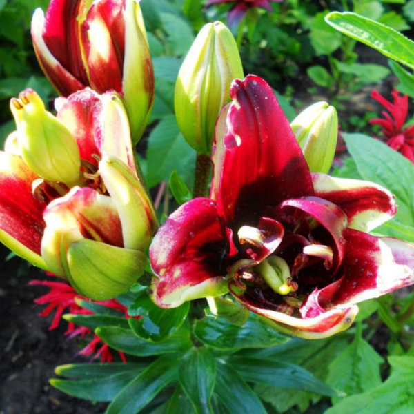 Лилия Канари Ворф <br>(Lilium Canary Wharf)