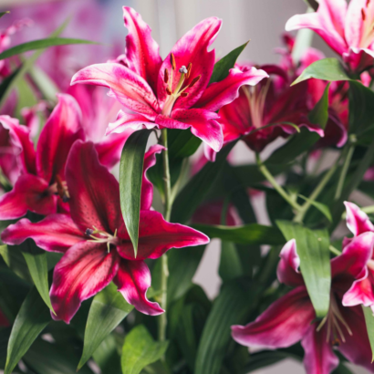 Лилия Канари Ворф <br>(Lilium Canary Wharf)