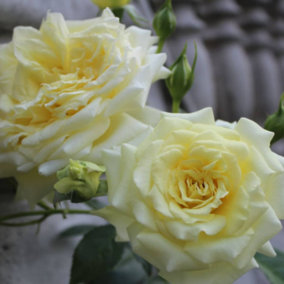Роза Эльф<br> (Elfe)