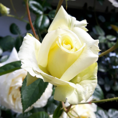 Роза Эльф<br> (Elfe)