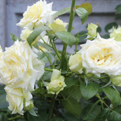 Роза Эльф<br> (Elfe)