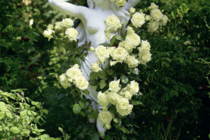 Роза Эльф<br> (Elfe)