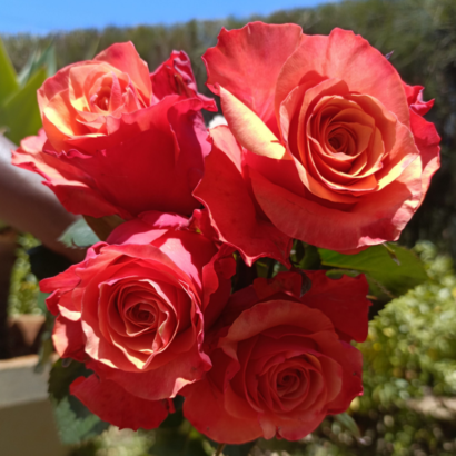 Роза Испания (Espana Rose) купить саженцы в Новосибирске.