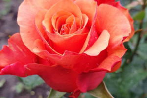 Роза Испания (Espana Rose) купить саженцы в Новосибирске.