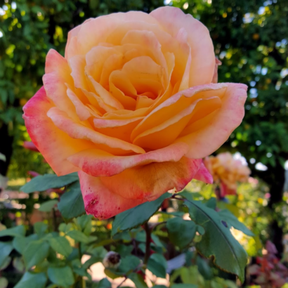 Роза Испания <br>(Espana Rose)