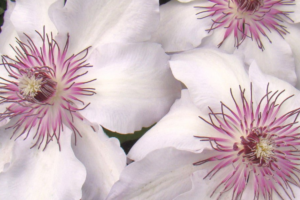 Саженцы Клематис Фейр Розамунд (Clematis Fair Rosamond) Купить в Новосибирске.