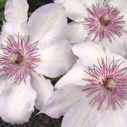 Саженцы Клематис Фейр Розамунд (Clematis Fair Rosamond) Купить в Новосибирске.