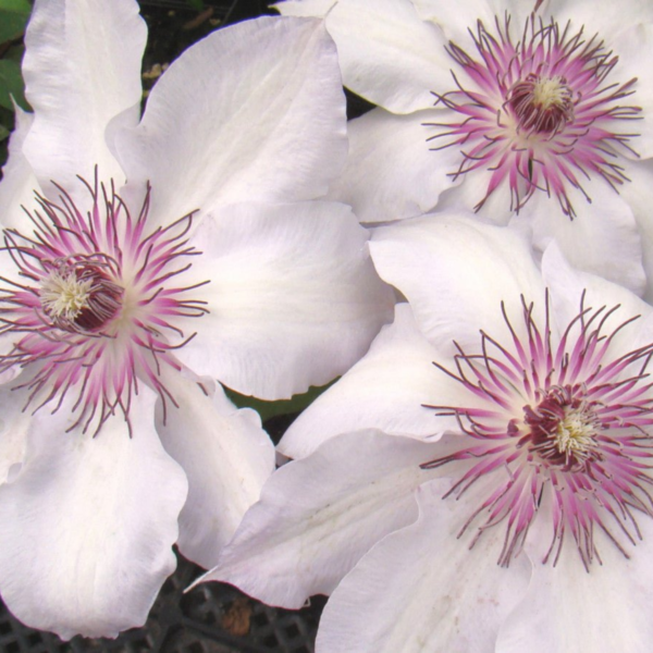 Саженцы Клематис Фейр Розамунд (Clematis Fair Rosamond) Купить в Новосибирске.