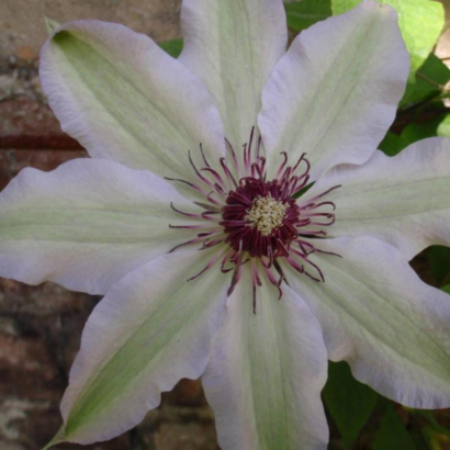 Клематис Фэйр Розамунд (Clematis Fair Rosamond)