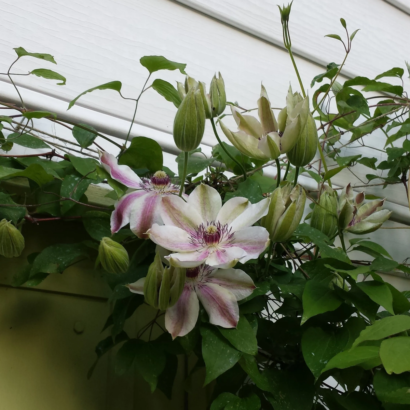 Клематис Фэйр Розамунд (Clematis Fair Rosamond)