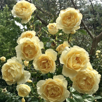 Роза Айриш Хоуп <br>(Irish Hope Rose)