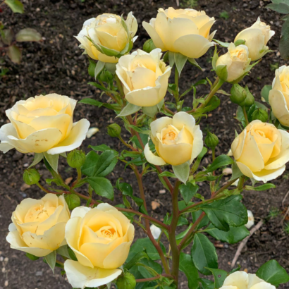 Роза Айриш Хоуп <br>(Irish Hope Rose)