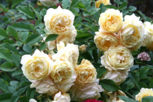 Роза Айриш Хоуп (Irish Hope Rose) купить саженцы в Новосибирске.