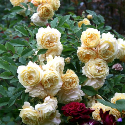 Роза Айриш Хоуп (Irish Hope Rose) купить саженцы в Новосибирске.