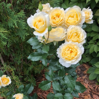 Роза Айриш Хоуп <br>(Irish Hope Rose)