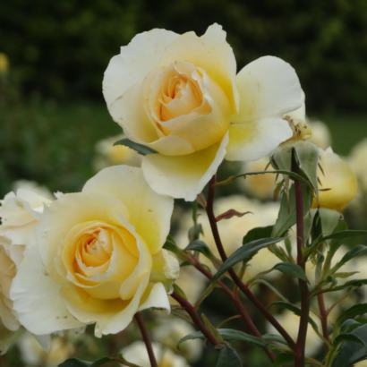 Роза Айриш Хоуп <br>(Irish Hope Rose)
