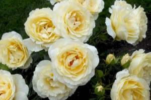Роза Айриш Хоуп (Irish Hope Rose) купить саженцы в Новосибирске.