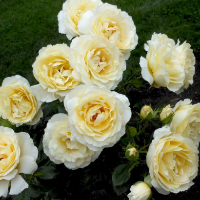 Роза Айриш Хоуп (Irish Hope Rose) купить саженцы в Новосибирске.