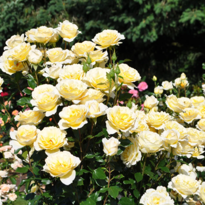 Роза Айриш Хоуп <br>(Irish Hope Rose)
